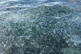 Üsküdar’da hayrete düşüren görüntü: Binlercesi kıyıya vurdu