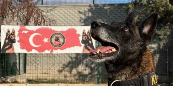 Uyuşturucu tacirlerinin ‘Bulamazlar’ dedikleri zulaları burunları ile patlatıyorlar