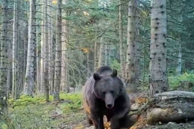 Uzmanlar kış uykusuna yatmaya hazırlanan ayılar konusunda uyardı