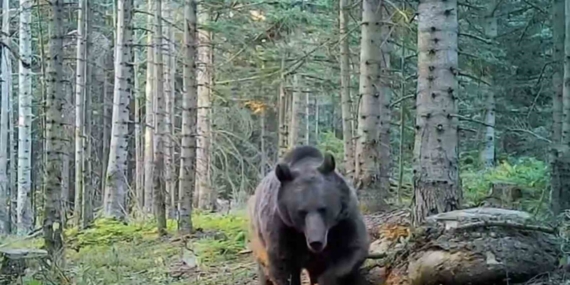 Uzmanlar kış uykusuna yatmaya hazırlanan ayılar konusunda uyardı
