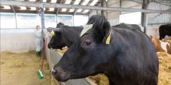 Uzmanlar şap hastalığına karşı alınması gereken önlemleri anlattı