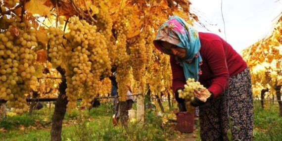 Üzüm hasadında sona yaklaşıldı