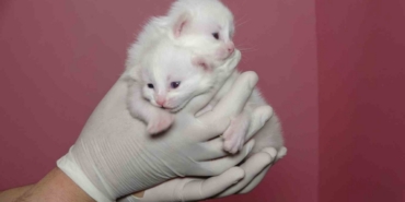 Van Kedi Villası’nda bu yıl 120 yavru dünyaya geldi