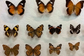 Van’da binlerce kelebeğin korunduğu araştırma koleksiyonu büyüyor