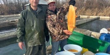 Van’da binlerce ton kapasiteli tesislerde alabalık sağımı başladı
