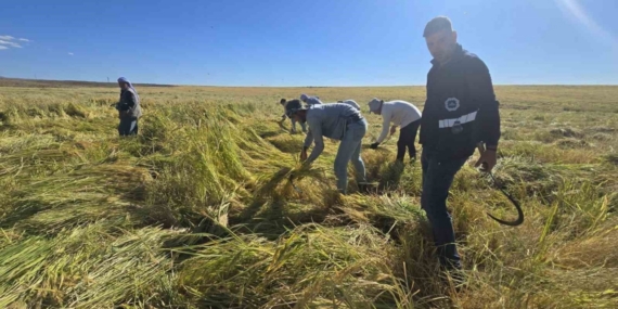 Volkanik arazide yetiştirilen Karacadağ pirinci zengin mineral oranıyla dikkat çekiyor
