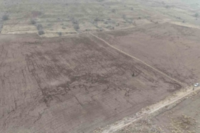 Yaban domuzları arpa ve buğday ekili tarlayı adeta haritaya çevirdi