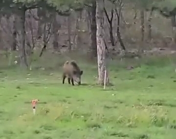 Yaban domuzu da üniversiteli oldu