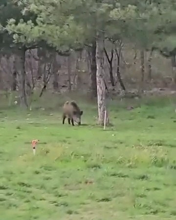 Yaban domuzu da üniversiteli oldu