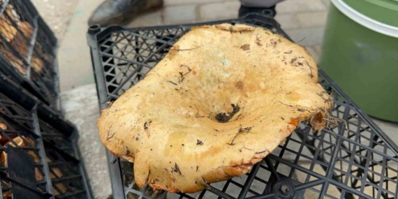 Yağmur yağdı, fiyatı 300 liradan 100 liraya düştü