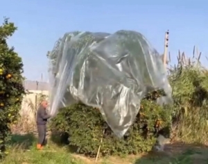 Yağmurda mandalinaya naylonlu koruma