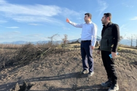 Yangın alanları yeşile bürünüyor