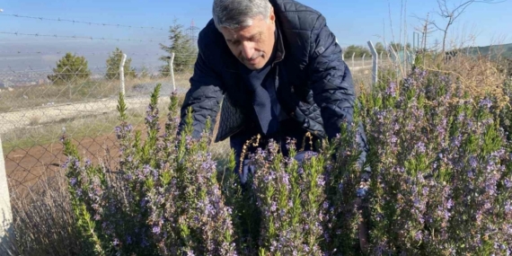Yapılan 10 yıllık çalışma sonucunda artık Eskişehir’de biberiye üretilebiliyor