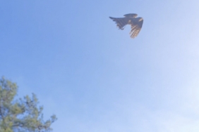 Yaralı atamaca tedavisi ardından yeniden doğal ortamında