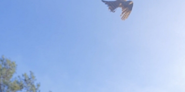 Yaralı atamaca tedavisi ardından yeniden doğal ortamında