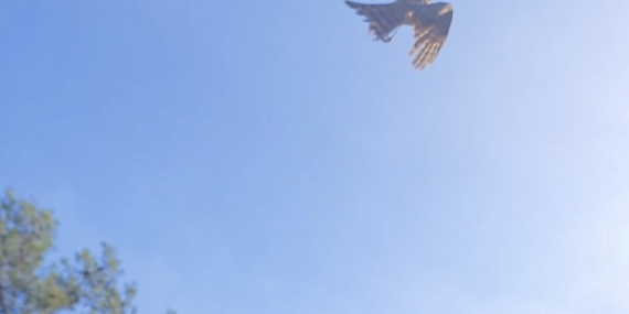 Yaralı atamaca tedavisi ardından yeniden doğal ortamında