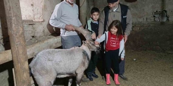 Yaralı halde buldukları dağ keçisine ‘Garip’ adını verdiler
