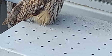 Yaralı halde bulunan kulaklı orman baykuşu koruma altına alındı