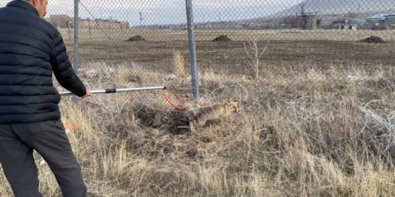 Yaralı kızıl tilki tedavi edilerek doğaya salındı