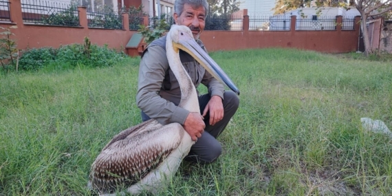 Yaralı pelikanın yürek ısıtan dostluğu