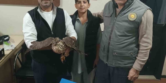 Yaralı şahin tedavi altına alındı