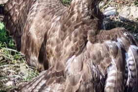 Yaralı şahin tedaviye alındı