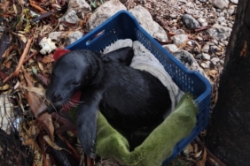 Yavru foka balıkçı şefkati: "Seni iyileştireceğiz evlat"