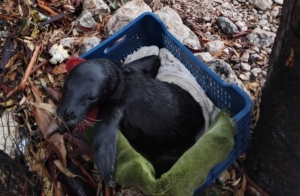 Yavru foka balıkçı şefkati: "Seni iyileştireceğiz evlat"