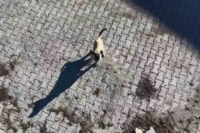 Yavru kangalın dronla imtihanı