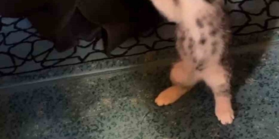 Yavru kedi camide vaaz sırasında cemaatle ve tespihle oynadı