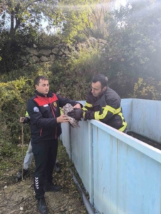 Yayladağı’nda baykuş kurtarma operasyonu