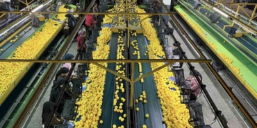 Yeni yıl öncesi narenciyede yoğun hasat