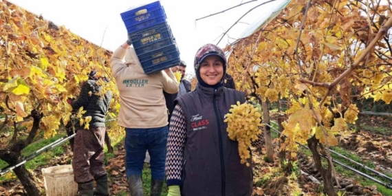 Yeni yıl üzümleri yola çıkmaya başladı