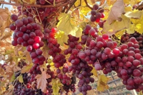 Yeni yılın üzümleri depodan değil bağdan