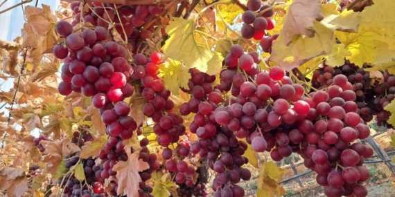 Yeni yılın üzümleri depodan değil bağdan