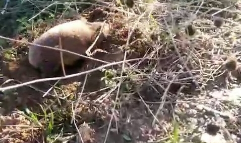 Yer altının gizemli canlısı Manisa’da ortaya çıktı