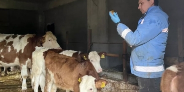 Yığılca’da hayvan sağlığı çalışmaları sürüyor