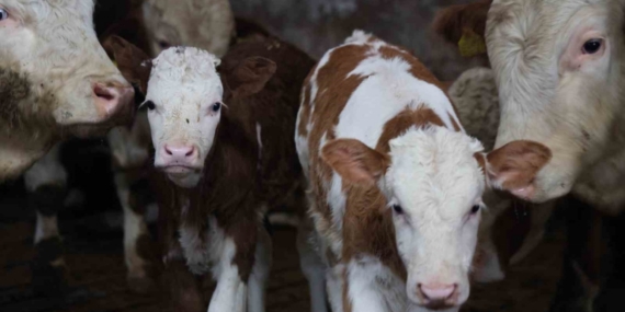 Yıl bitmeden gelen çifte mutluluk: Üreticinin ikiz buzağı sevinci
