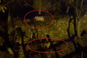 Yiyecek arayan kurtlar yerleşim yerine indi