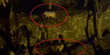 Yiyecek arayan kurtlar yerleşim yerine indi