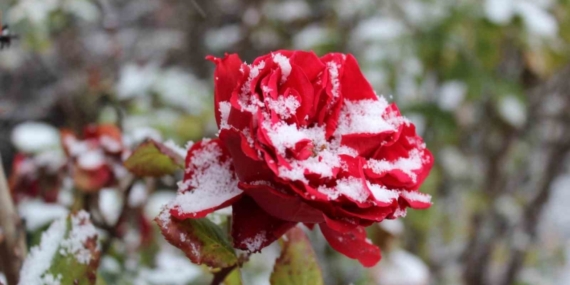 Yozgat’ta çiçekler kar altında kaldı