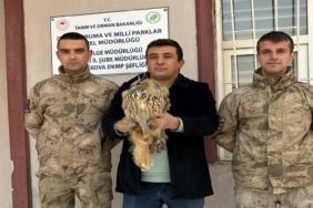 Yüksekova’da boynuzlu baykuş tedavi altına alındı