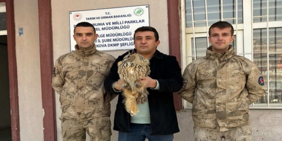 Yüksekova’da boynuzlu baykuş tedavi altına alındı