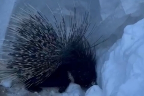 Yüksekova’da Hint oklu kirpi görüntülendi