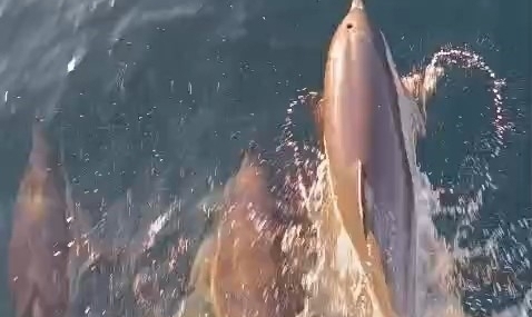 Yunuslar tekneyle yarıştı: Kıyıköy açıklarında kartpostallık anlar