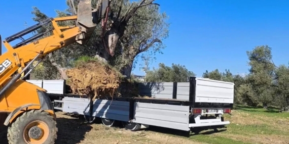 Zeytin ağacı taşıyacaklara önemli uyarı: "İzinsiz işleme ceza var"