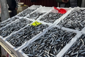 Zonguldak’ta hamsi 150 liradan alıcı buldu