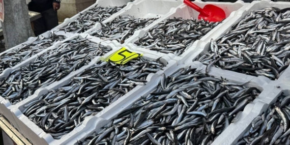 Zonguldak’ta hamsi 150 liradan alıcı buldu