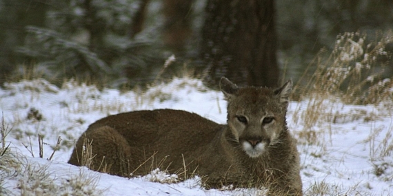 ABD’de Rocky Dağları’nda yürüyüş yapan kadın puma saldırısında öldü