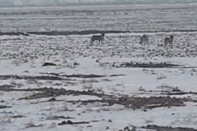 Aç kalan kurt sürüsü Iğdır ovasına indi